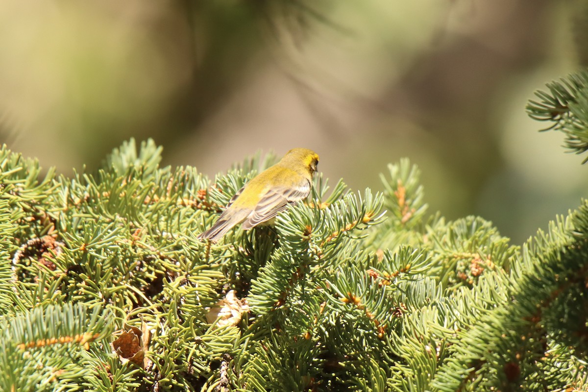 Townsend's Warbler - ML481214751