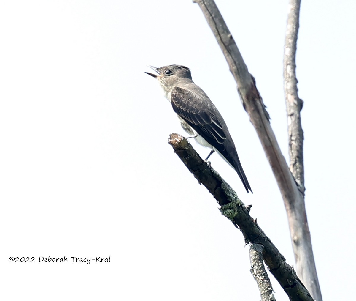 Olive-sided Flycatcher - ML481215091