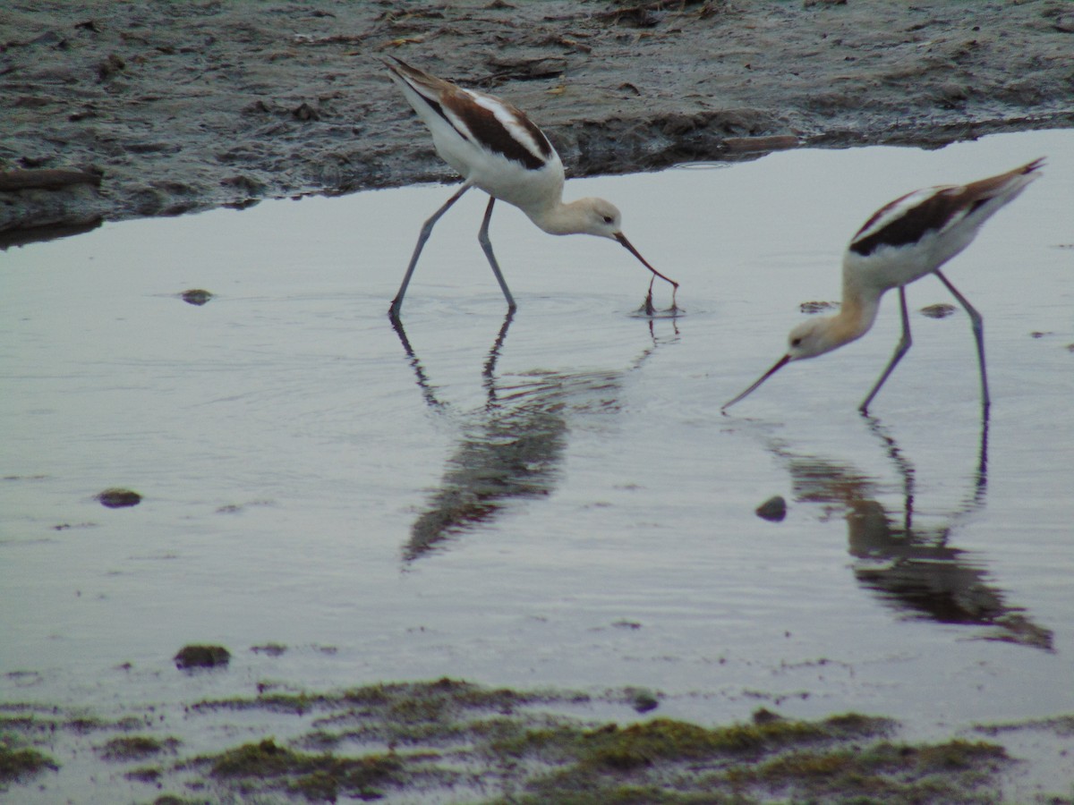 Avoceta Americana - ML481215501