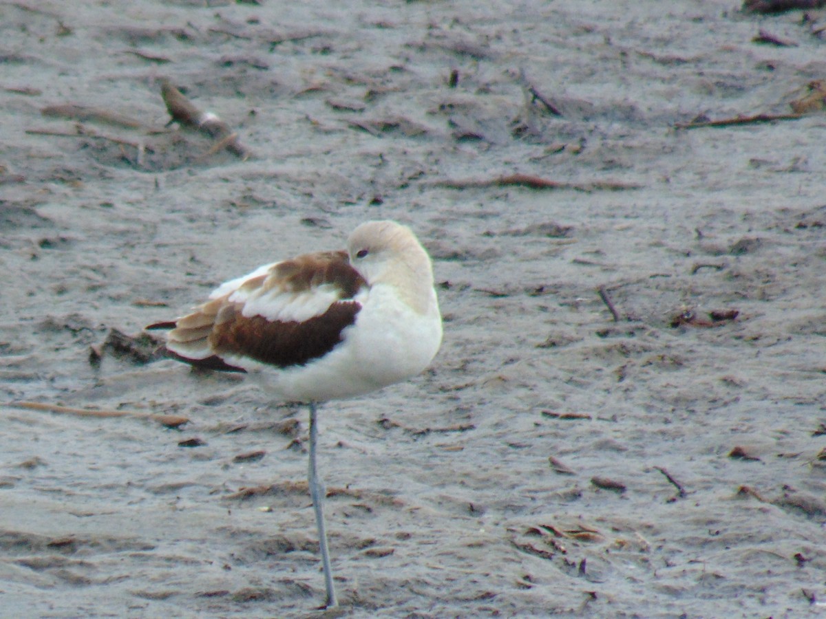 American Avocet - ML481215651