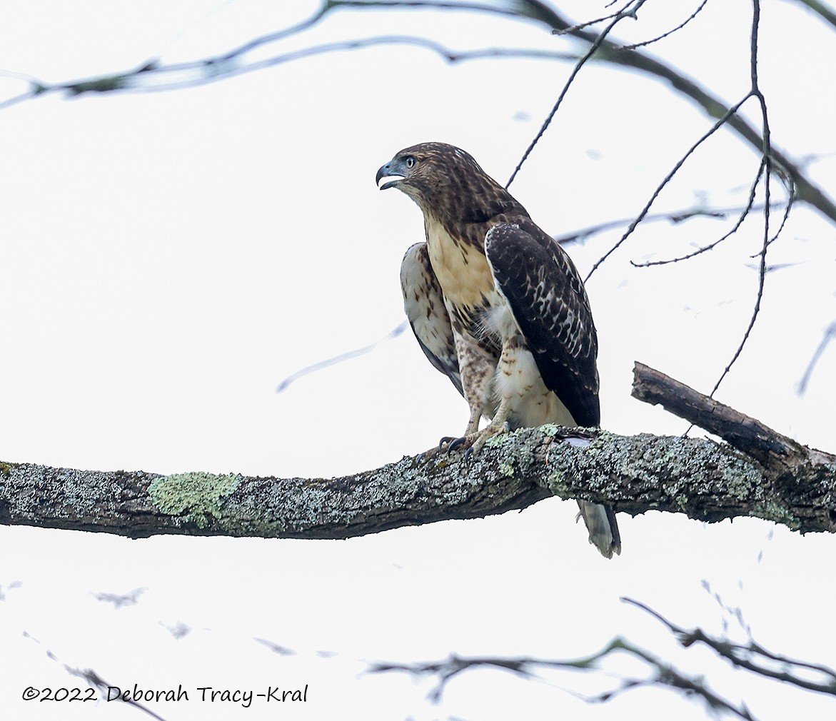 Red-tailed Hawk - ML481217201