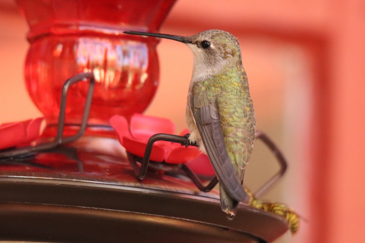 Colibri à gorge noire - ML481217421