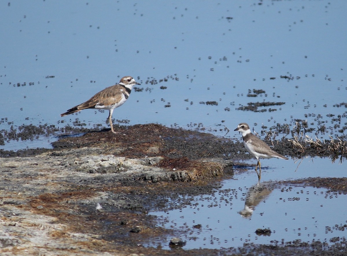 Semipalmated Plover - ML481217891