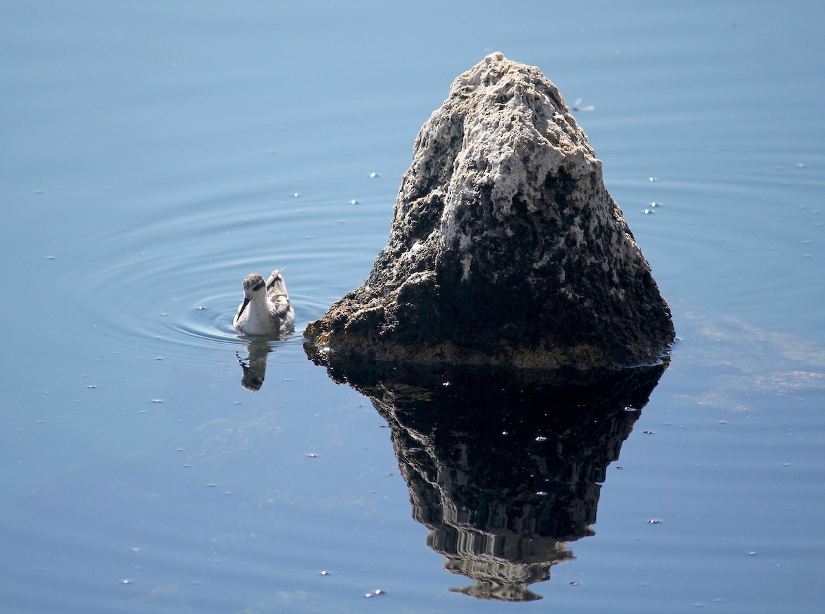 Red-necked Phalarope - Emma Rosen