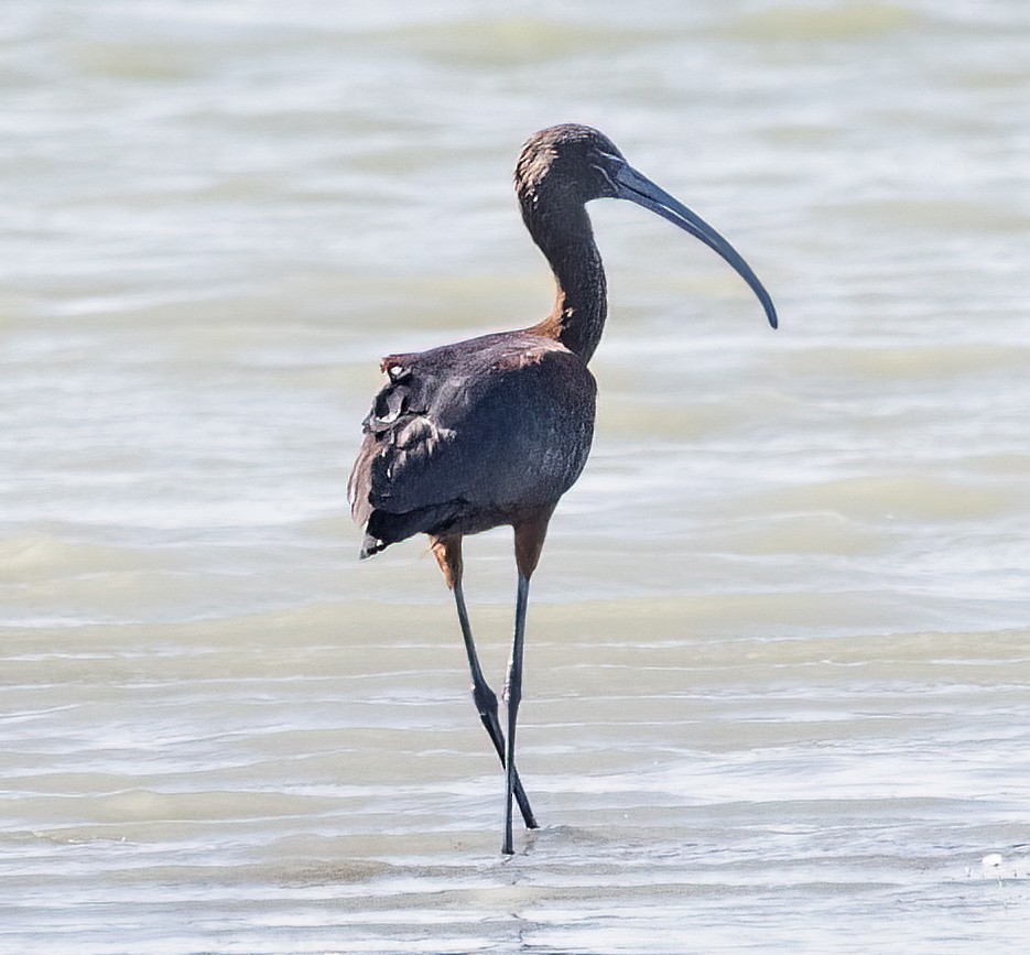 ibis hnědý - ML481219141