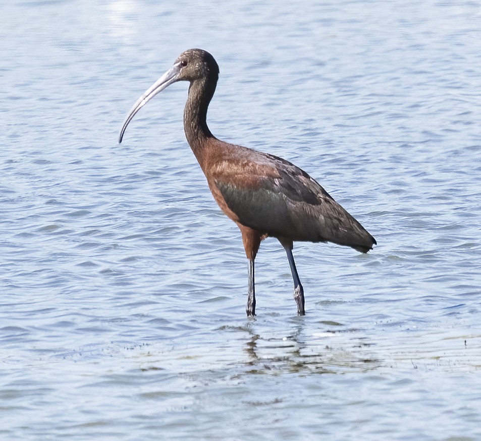 ibis hnědý - ML481219161