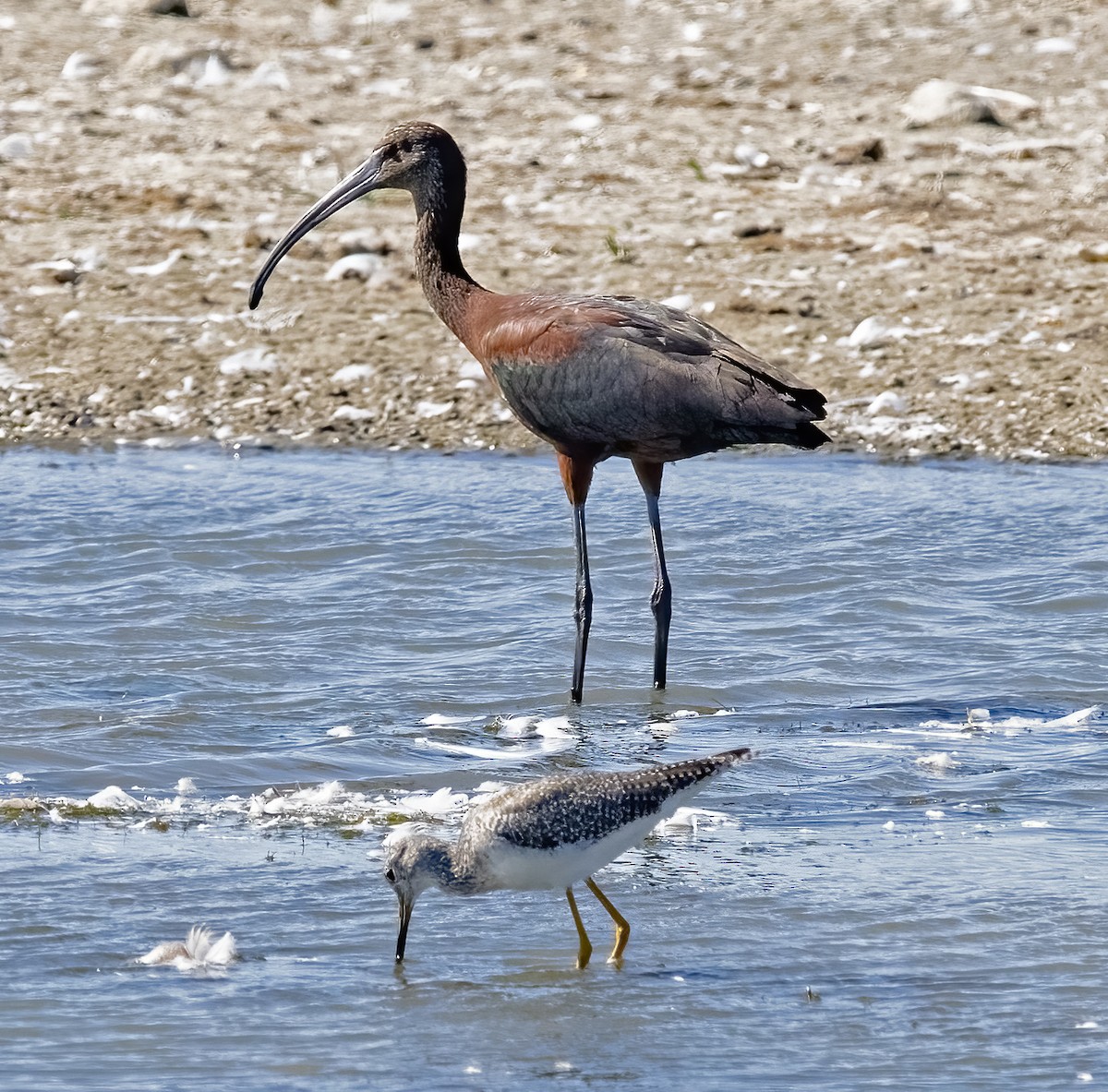 ibis hnědý - ML481219191