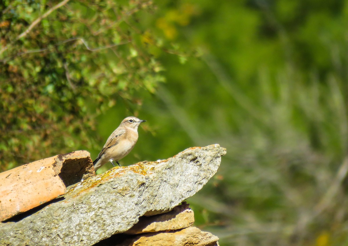 Western Black-eared Wheatear - ML481220391