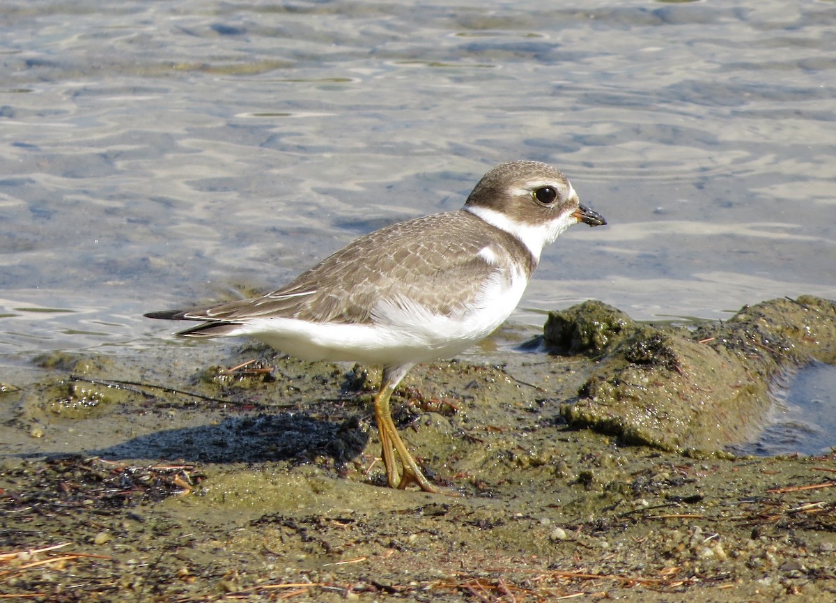 Semipalmated Plover - ML481220421