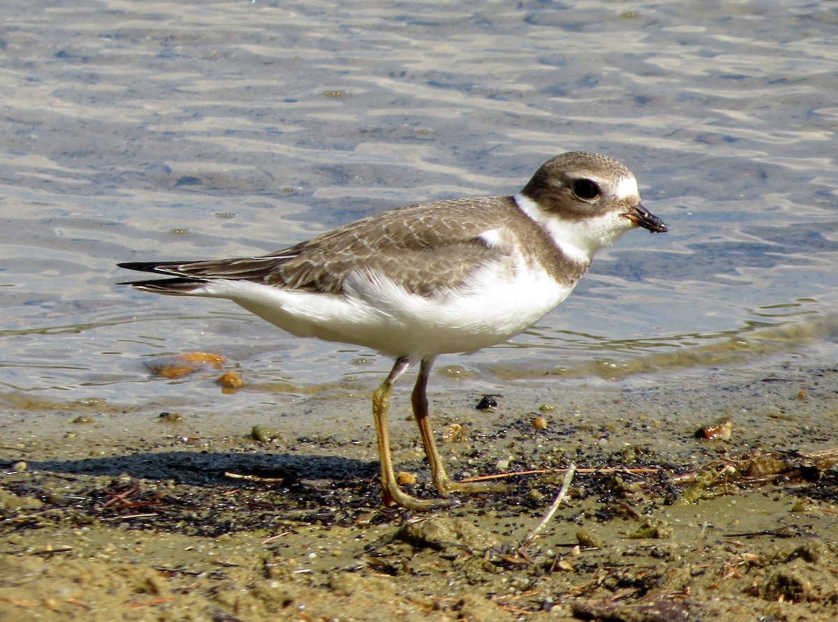 Semipalmated Plover - ML481220441