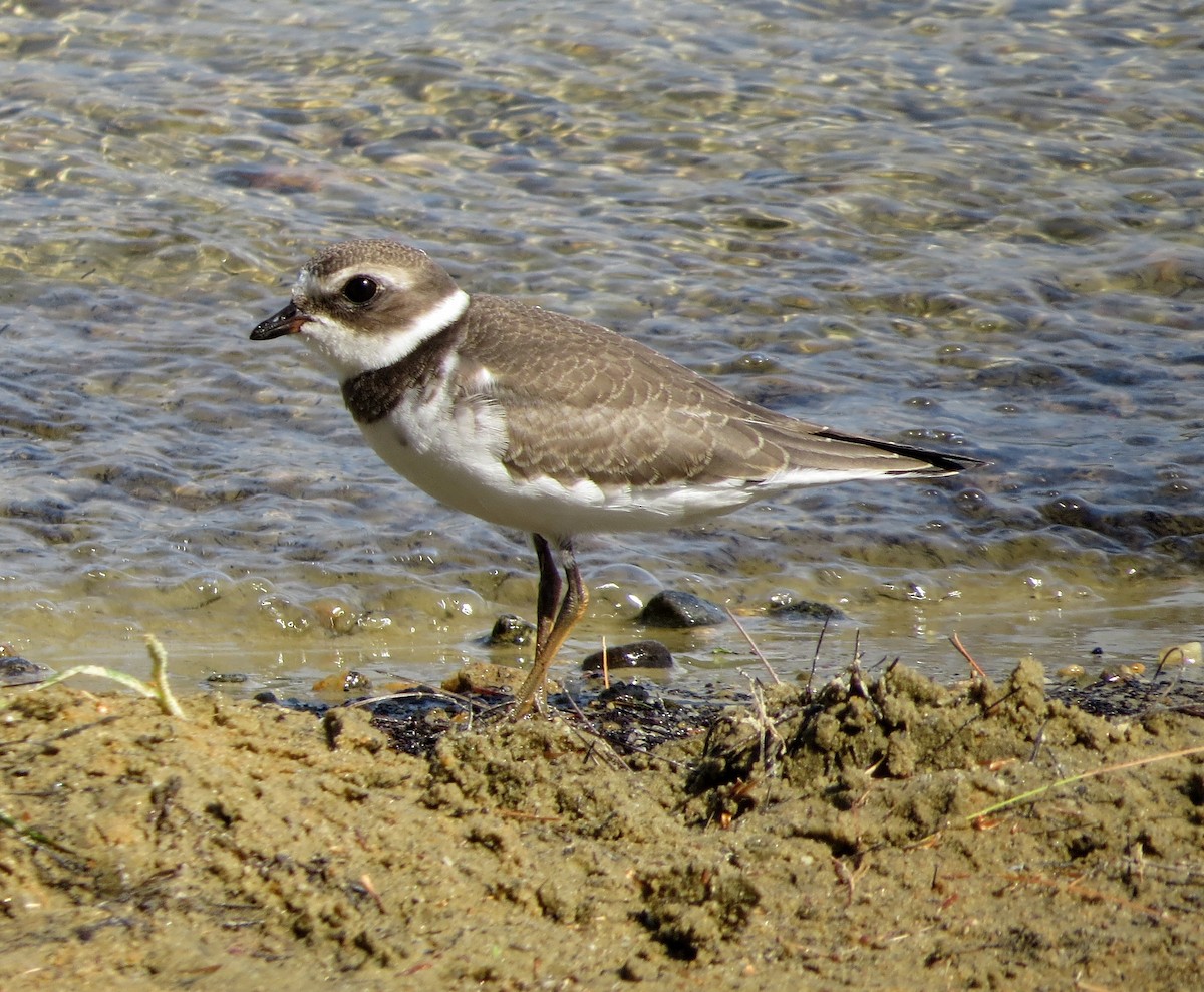 Semipalmated Plover - ML481220451