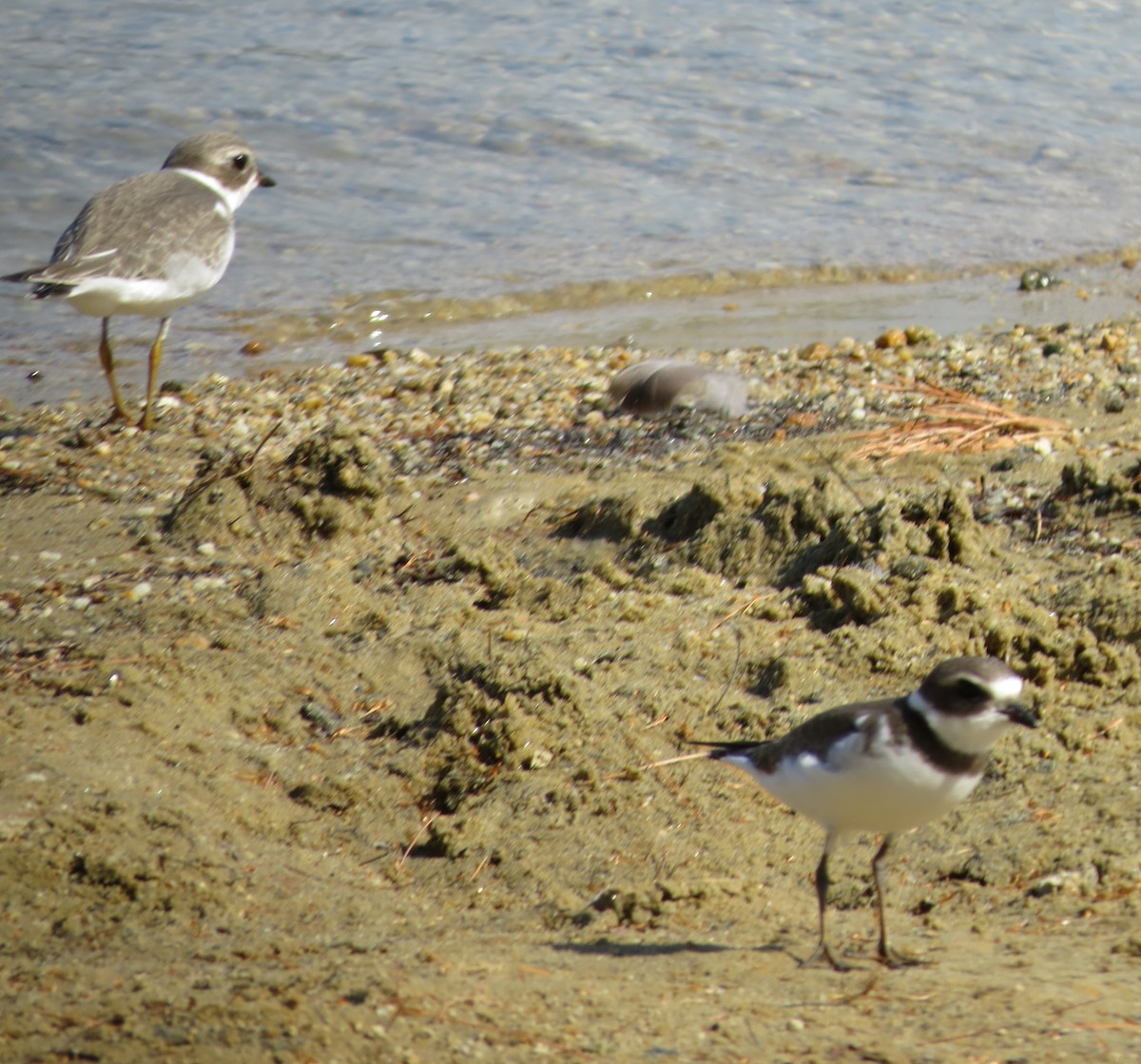 Semipalmated Plover - ML481220461