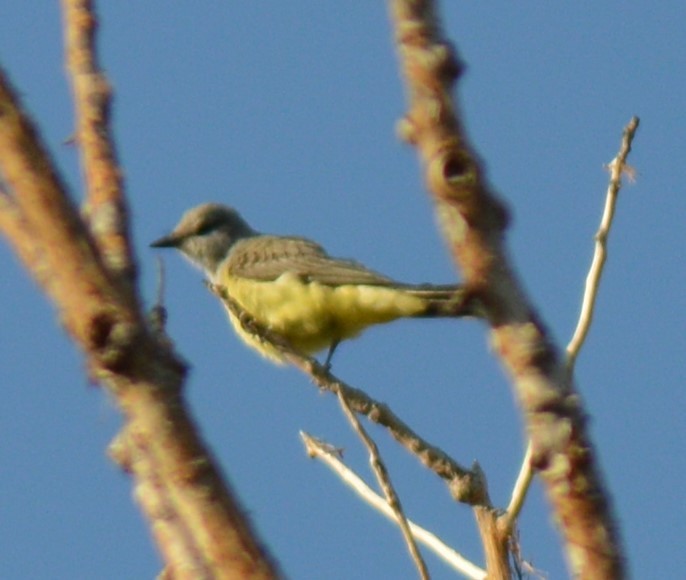 Western Kingbird - ML481221491