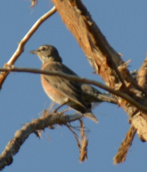 American Robin - ML481221531