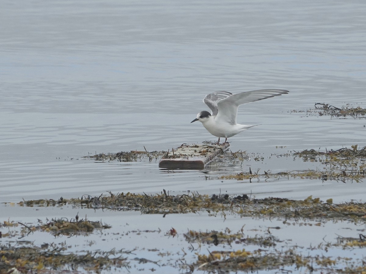 Arctic Tern - ML481222071