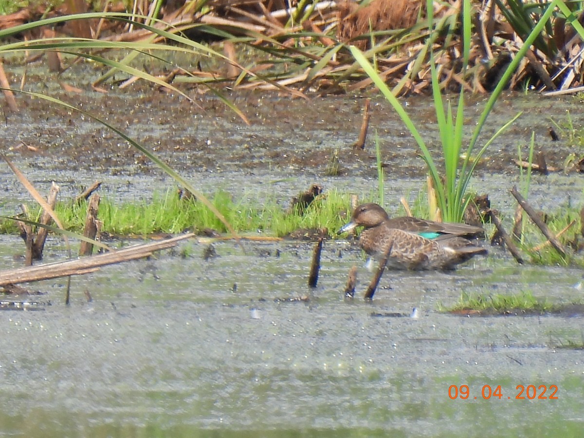Green-winged Teal - ML481222131