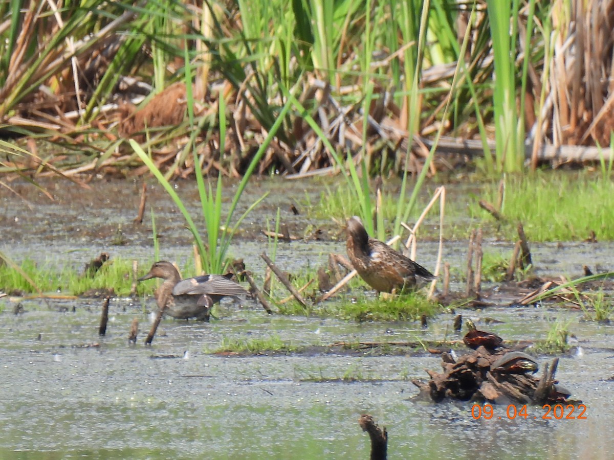 Green-winged Teal - ML481222141