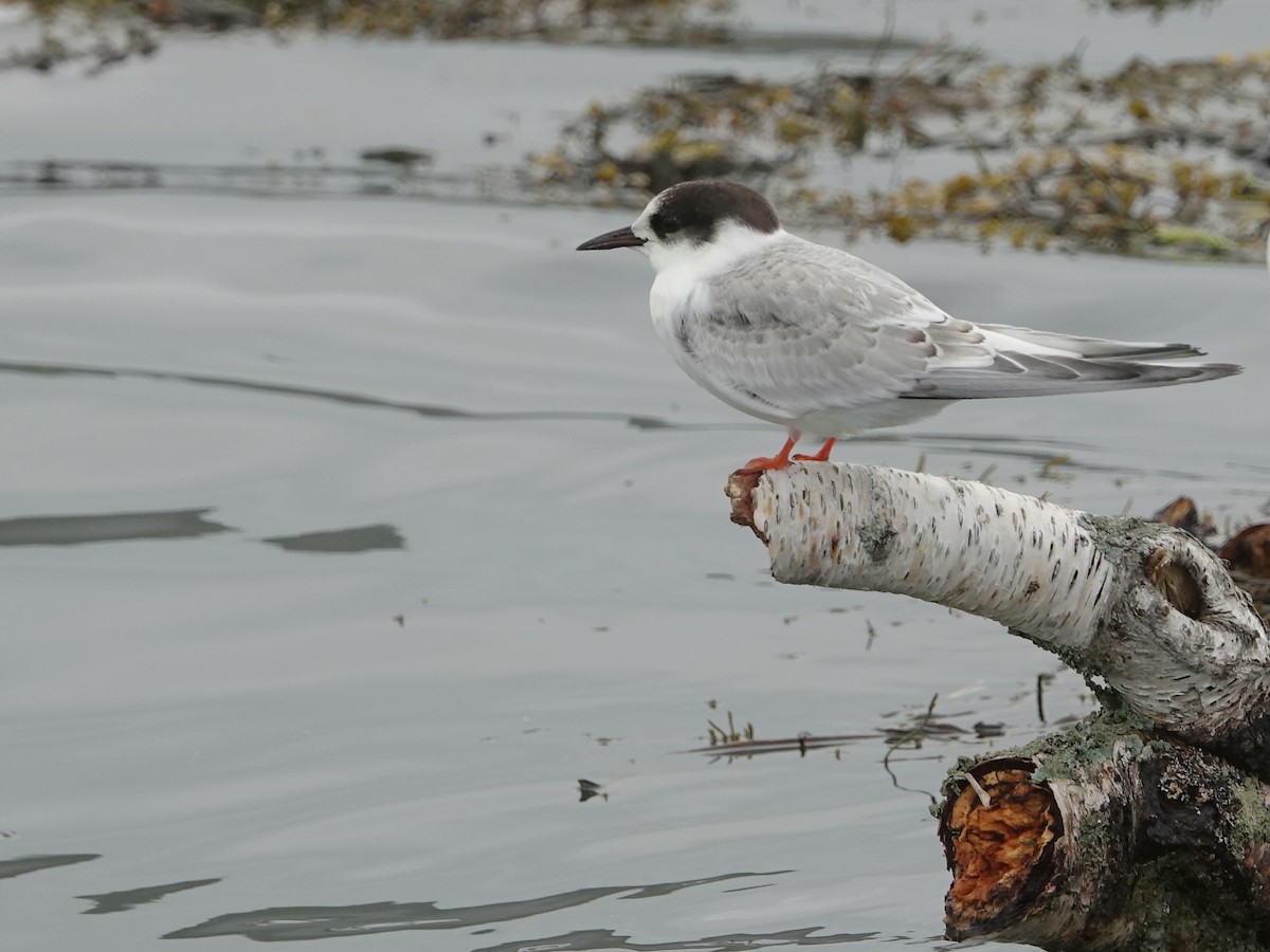 Arctic Tern - ML481222281