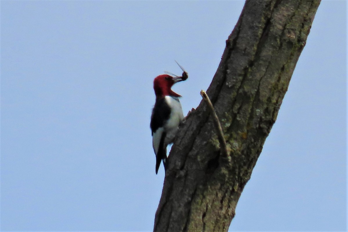 Pic à tête rouge - ML481222371