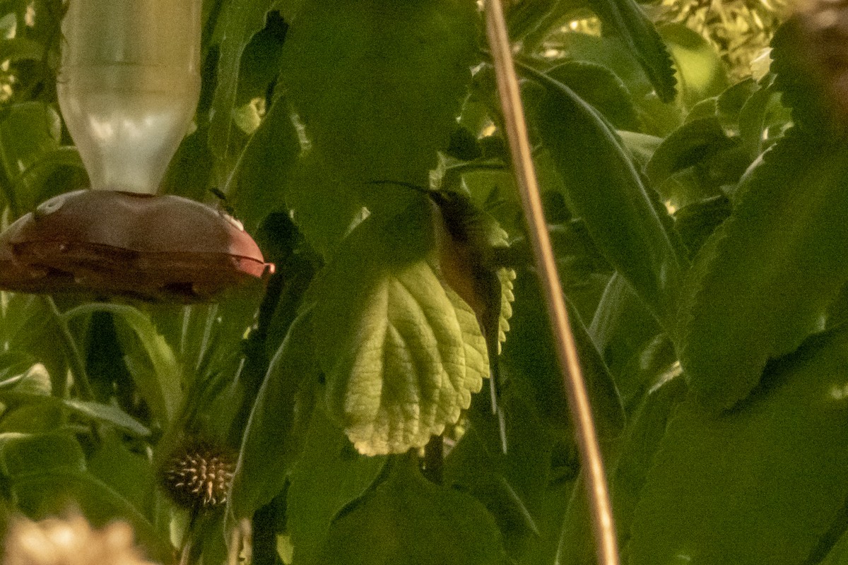 Great-billed Hermit - Marilyn Henry