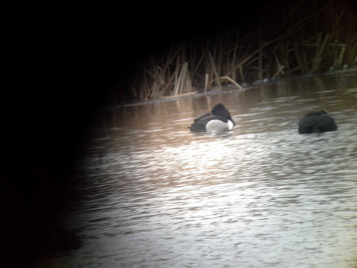 Ring-necked Duck - ML48122381