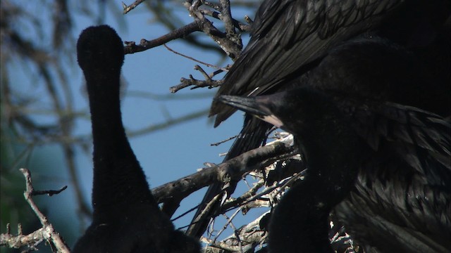 Neotropic Cormorant - ML481224