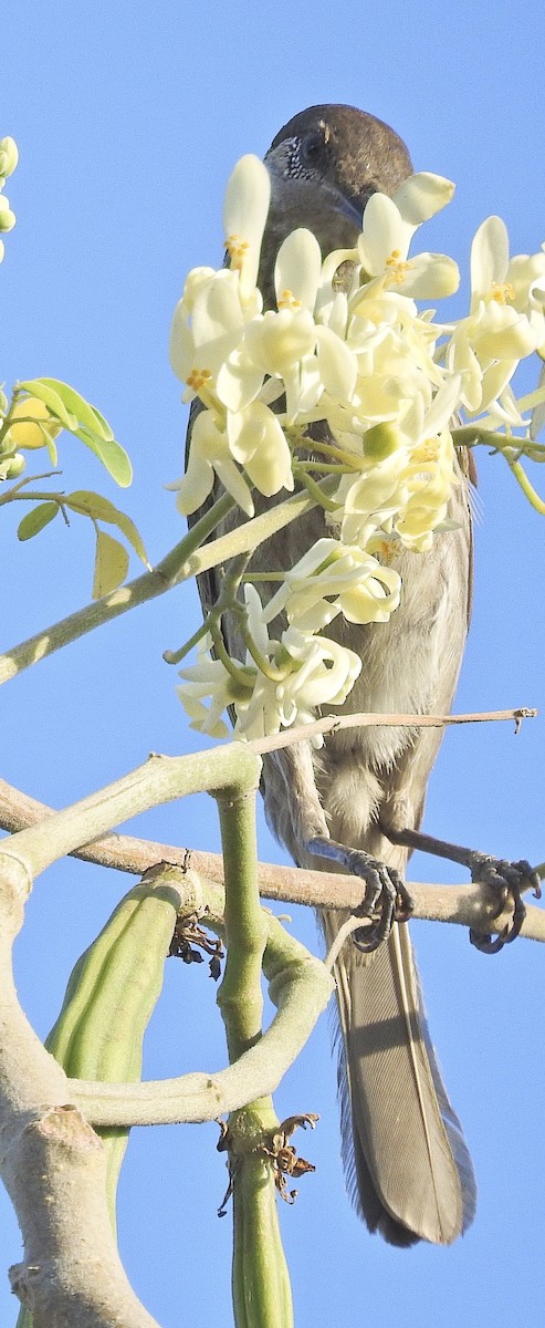 Silver-eared Honeyeater - ML481224981