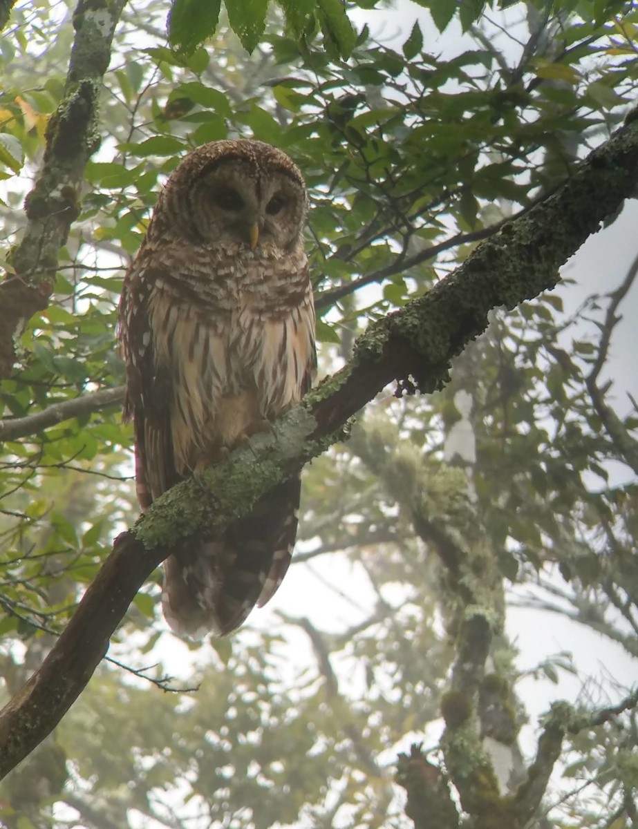 Barred Owl - ML481225361