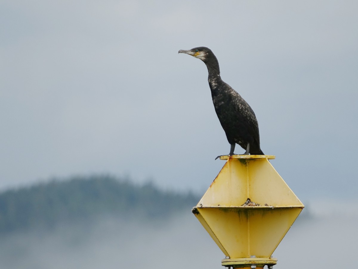 Cormorán Grande - ML481225381