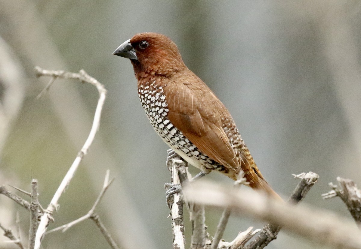 Scaly-breasted Munia - ML481225891