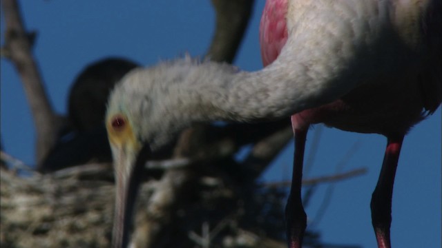Roseate Spoonbill - ML481226