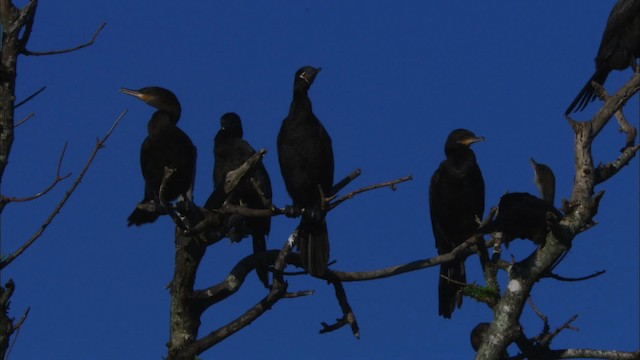 Neotropic Cormorant - ML481227