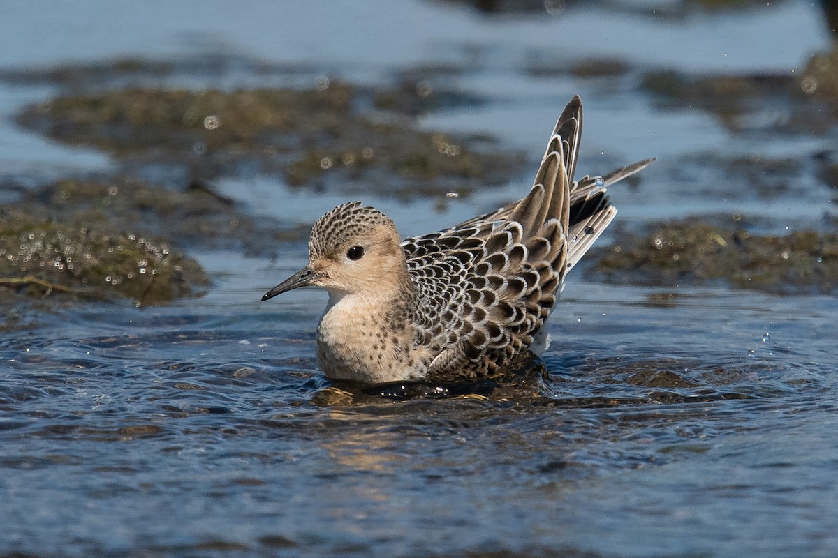Buff-breasted Sandpiper - Ryan Griffiths