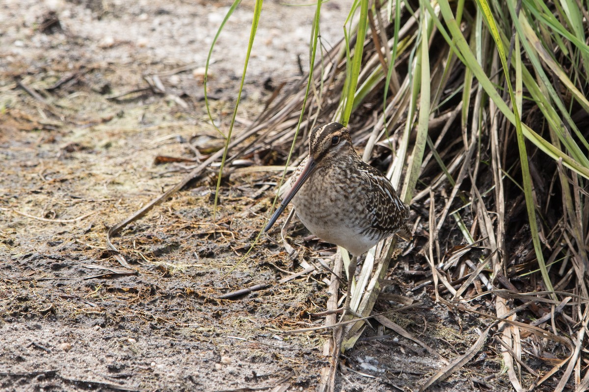Wilson's Snipe - ML481228621