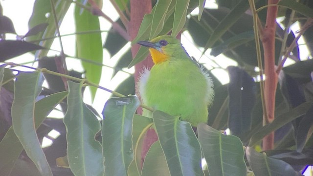 Verdin de Palawan - ML481230751