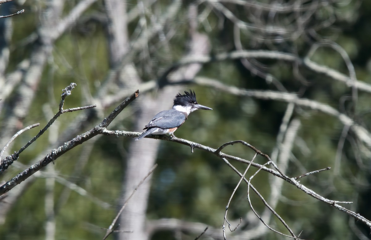 Belted Kingfisher - ML481230821