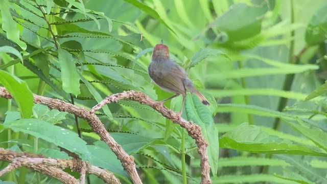 Rotschwanz-Schneidervogel - ML481230881