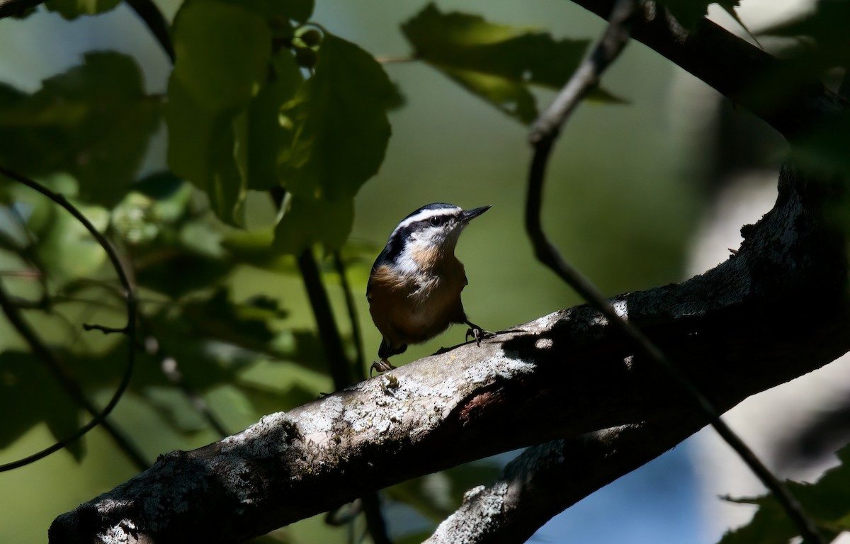 Red-breasted Nuthatch - ML481231041