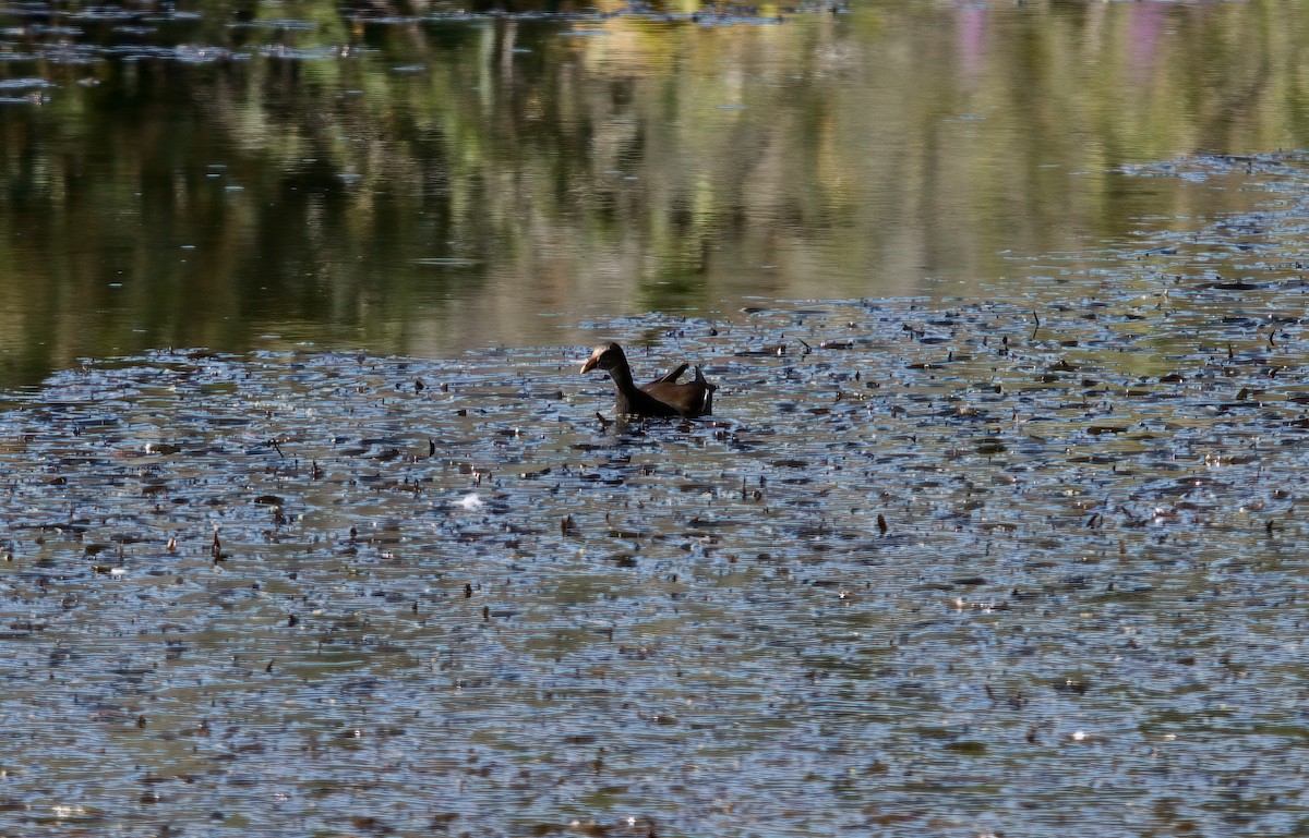Common Gallinule - ML481231311