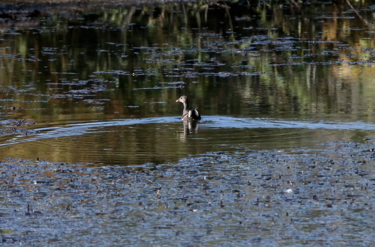 Common Gallinule - ML481231381