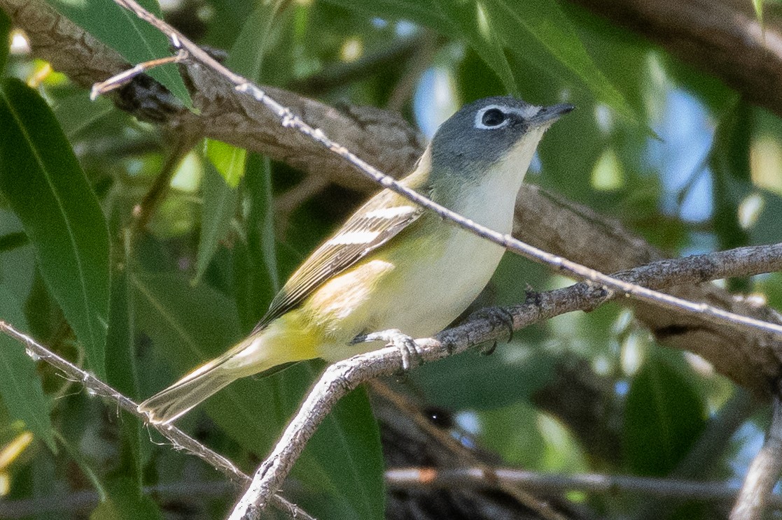 Blue-headed Vireo - ML481231451