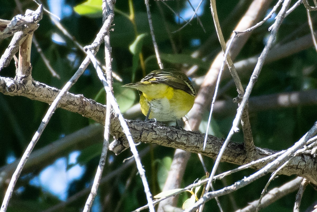 Blue-headed Vireo - ML481231461