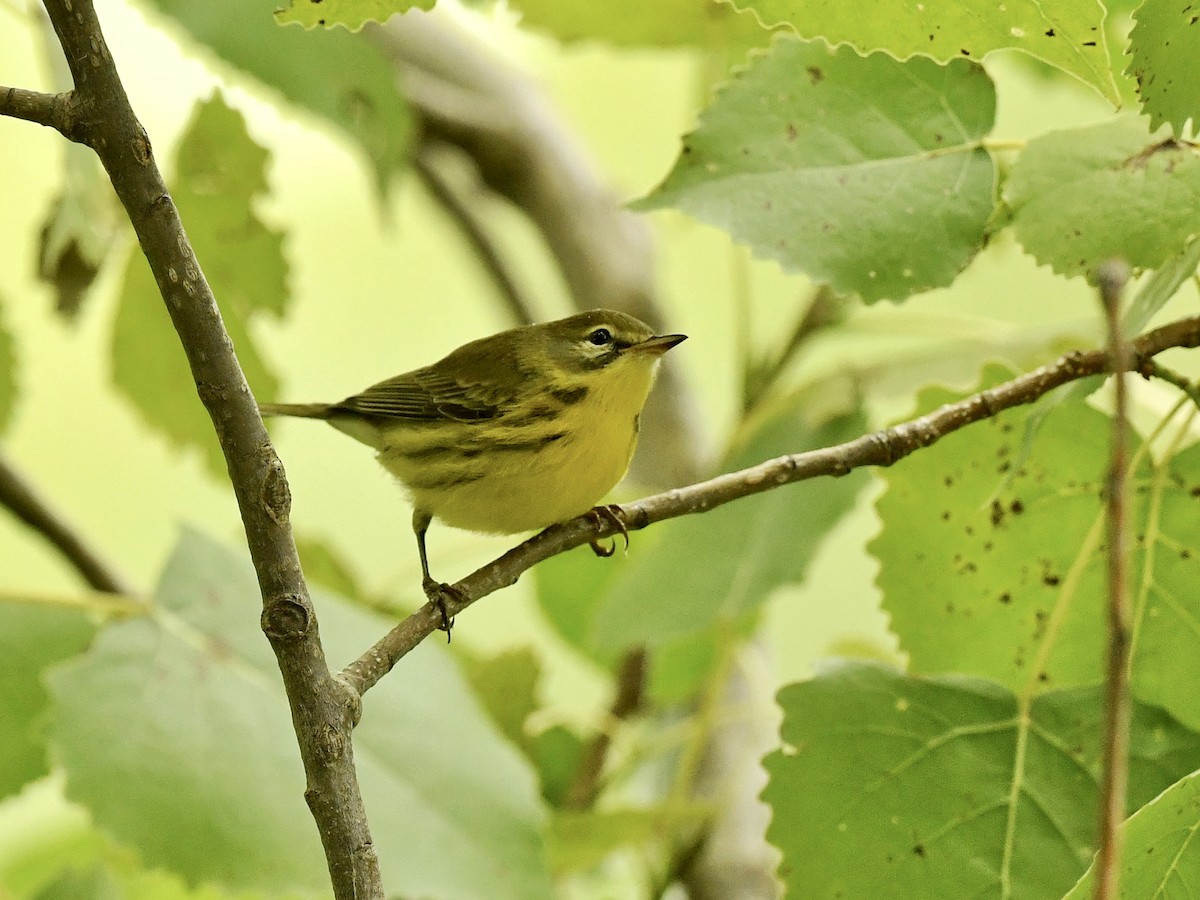 Prairie Warbler - Bill Massaro