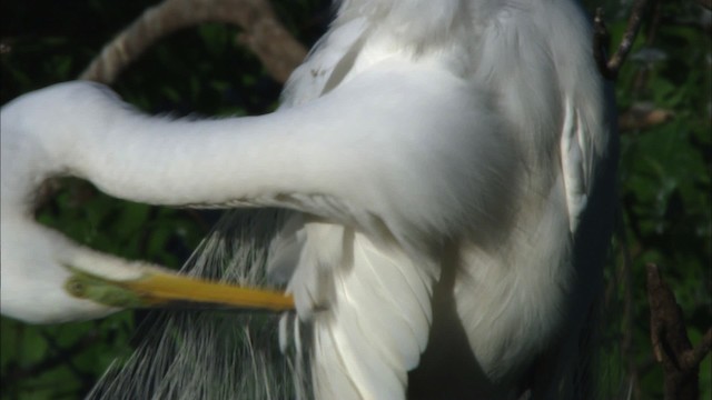 Silberreiher (egretta) - ML481232