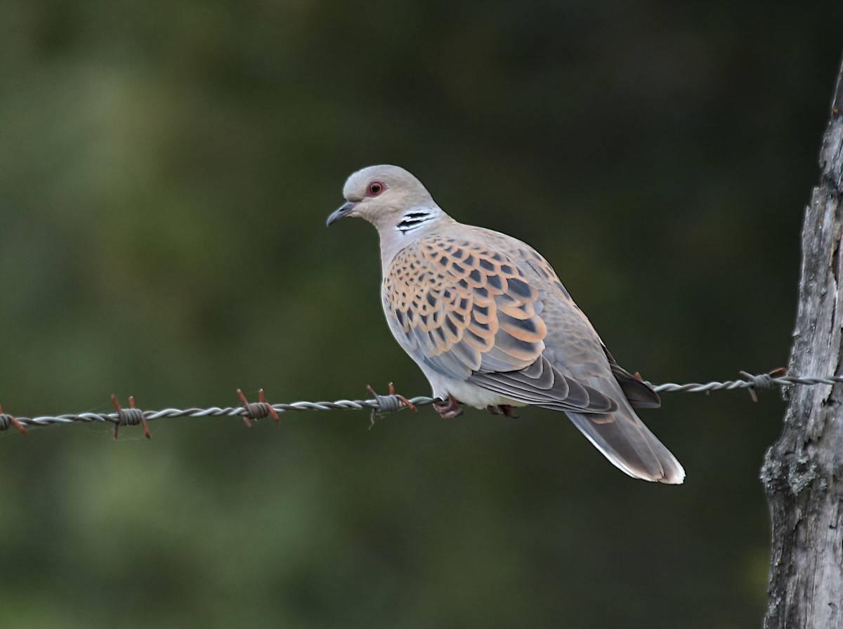 European Turtle-Dove - ML481232491