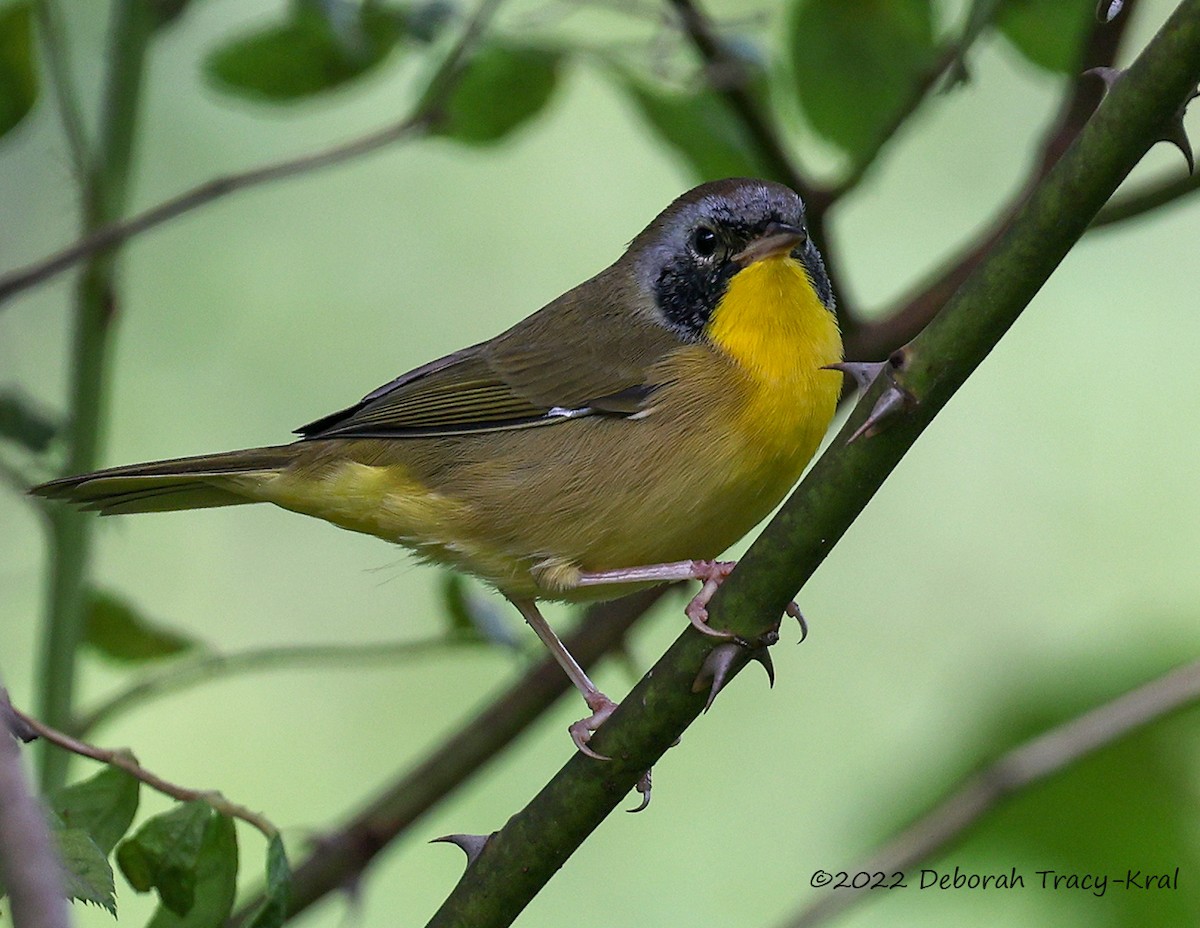 Common Yellowthroat - ML481232561