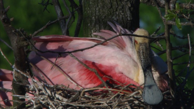 Roseate Spoonbill - ML481233