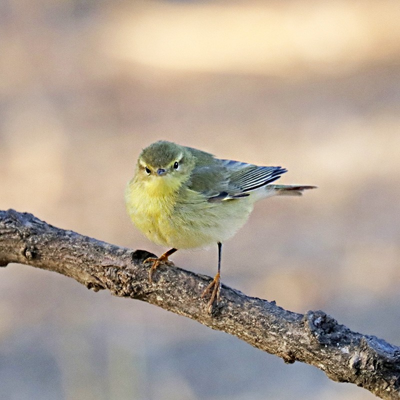 Willow Warbler - Francisco Barroqueiro