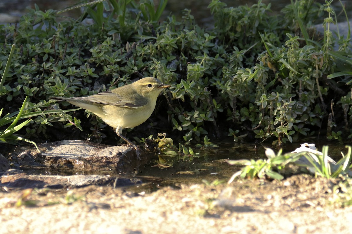 Willow Warbler - ML481233531