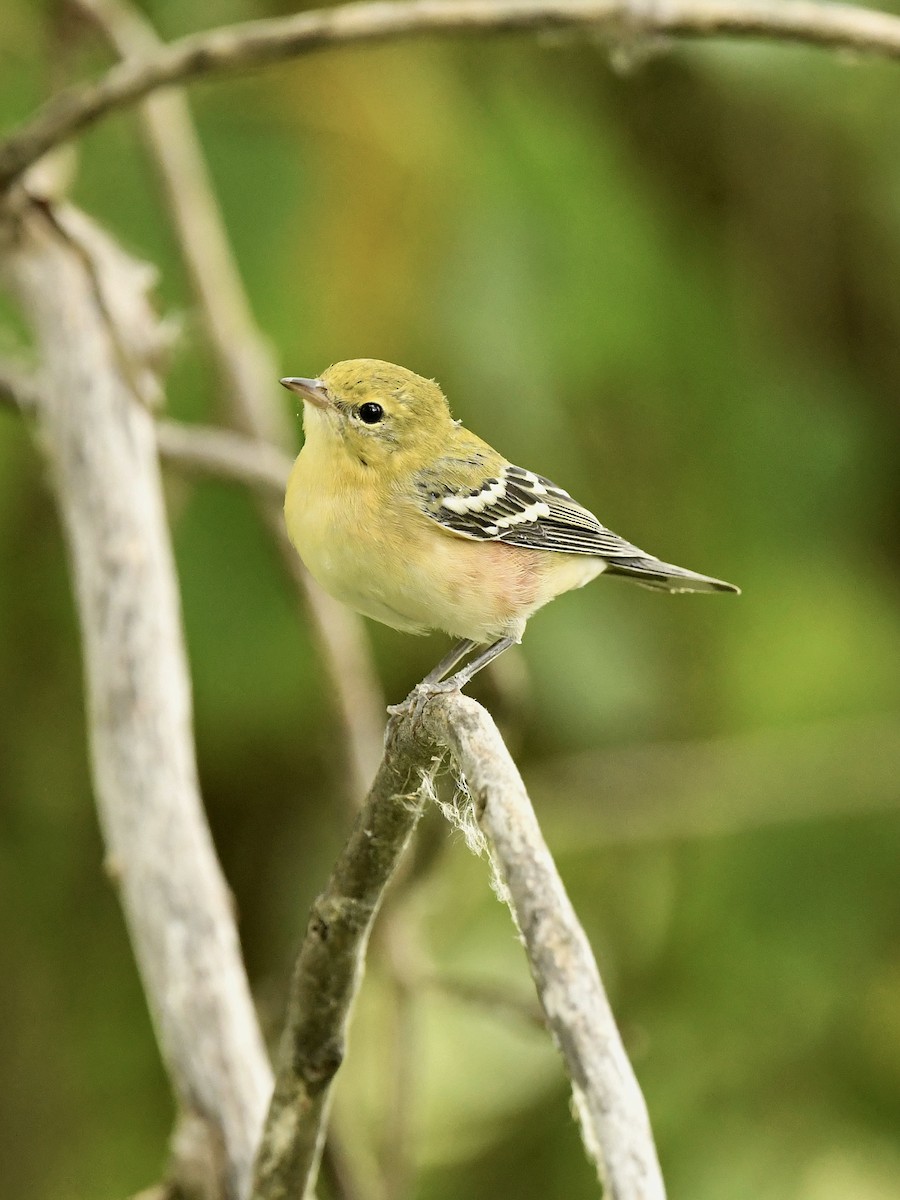 Bay-breasted Warbler - Bill Massaro